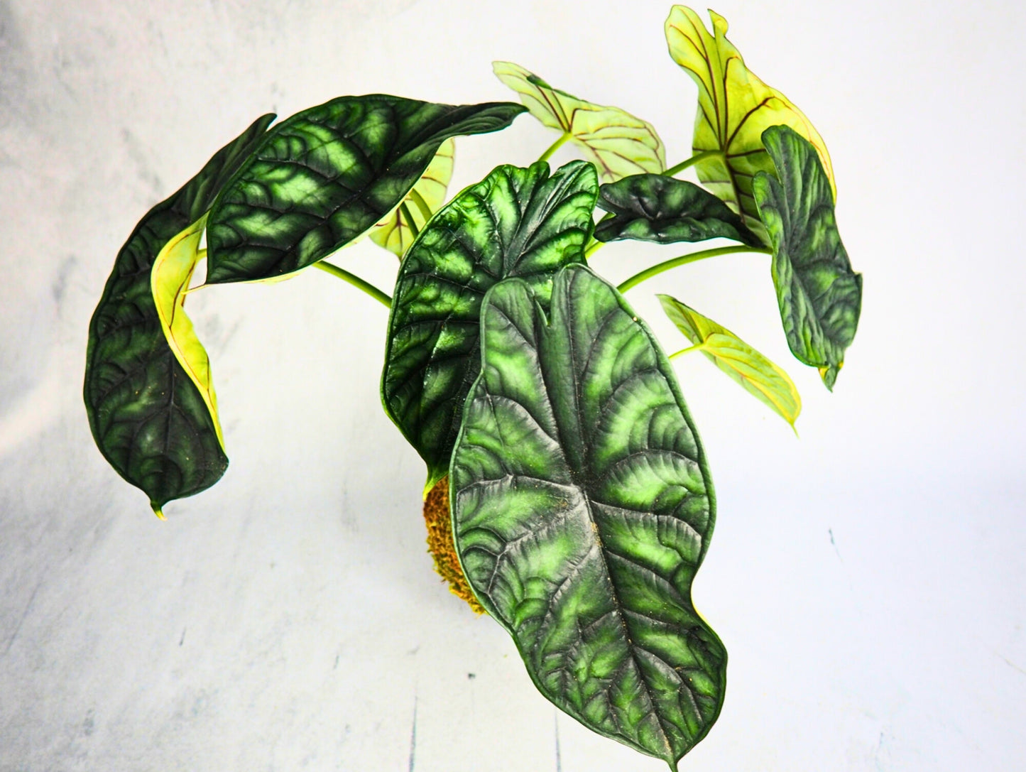 Alocasia Dragon Kokedama pianta da interno