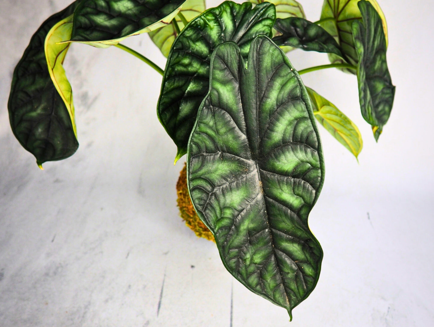 Alocasia Dragon Kokedama pianta da interno
