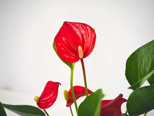 Anthurium Kokedama pianta da interno