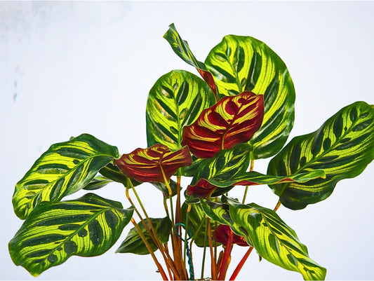 Calathea Makoyana Kokedama pianta da interno