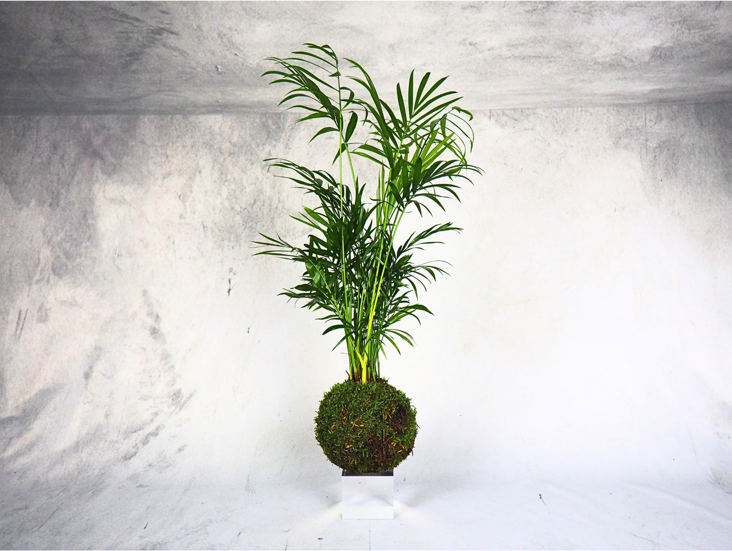 Chamaedorea Kokedama pianta da interno
