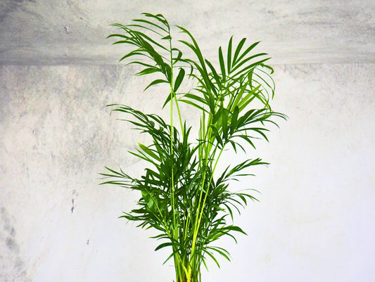 Chamaedorea Kokedama pianta da interno