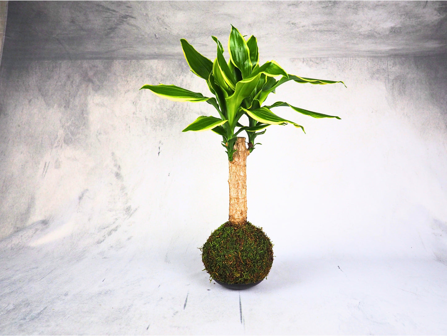 Dracena Fragrans Kokedama pianta da interno