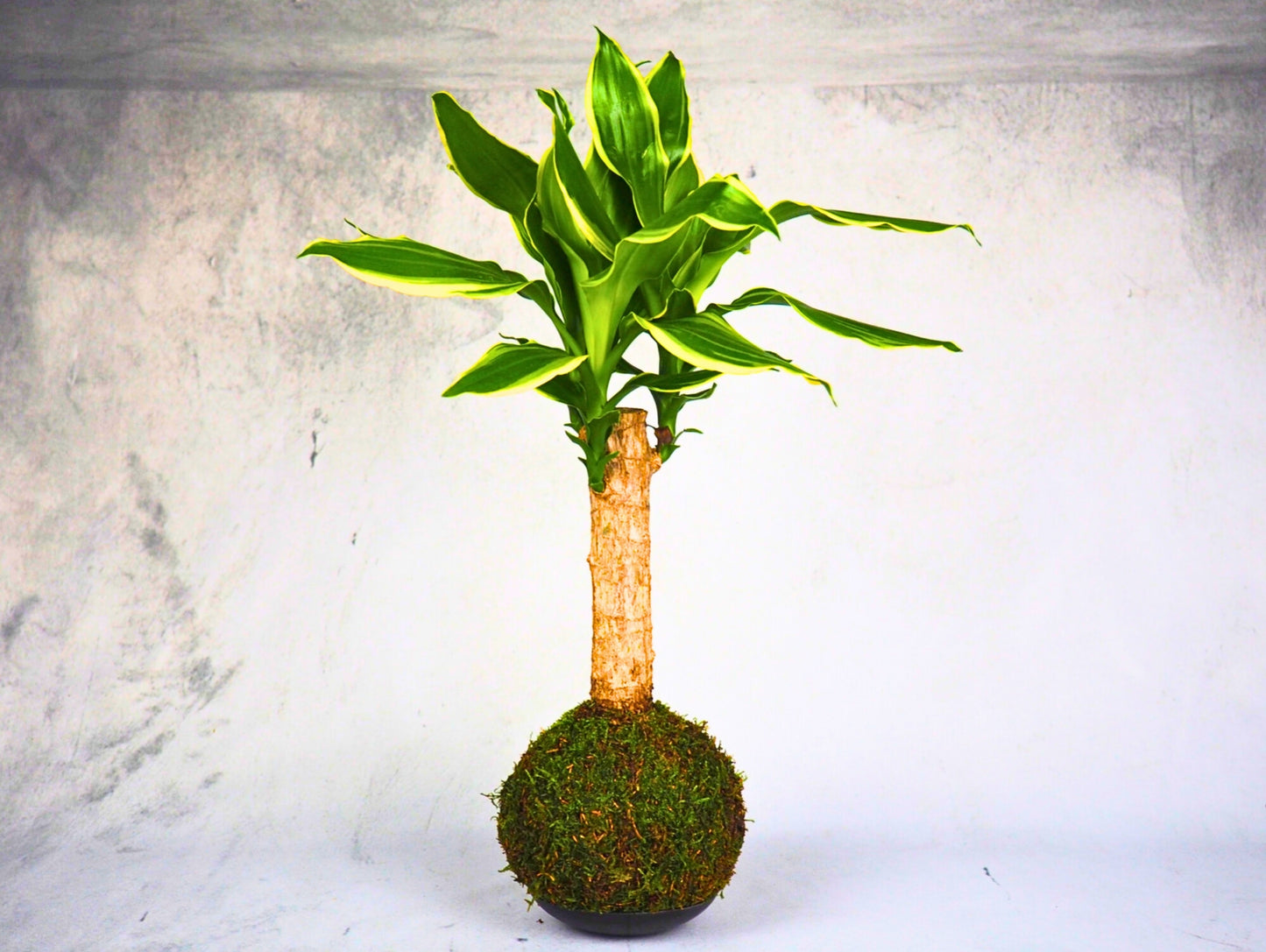 Dracena Fragrans Kokedama pianta da interno