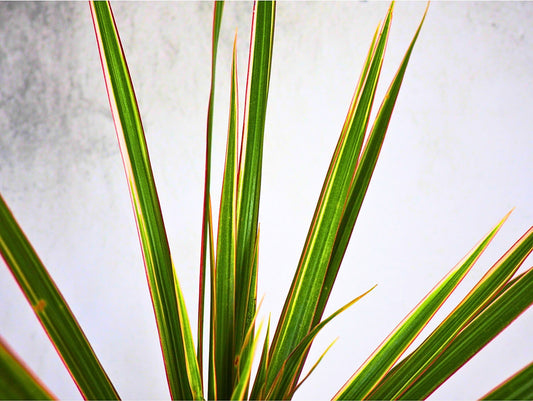 Dracena Marginata Kokedama pianta da interno