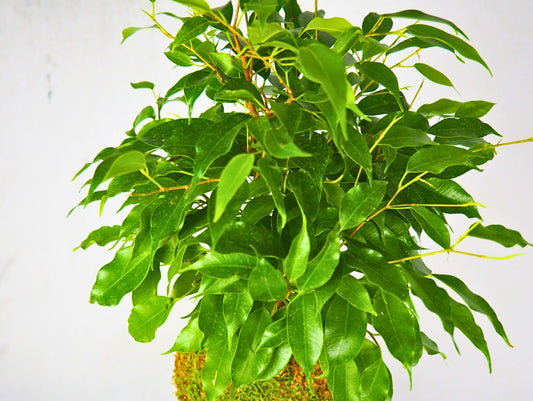 Ficus Benjamina Kokedama pianta da interno