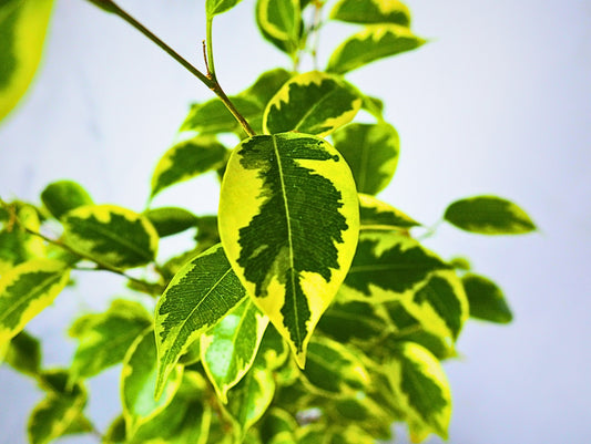 Ficus Starlight Kokedama pianta da interno