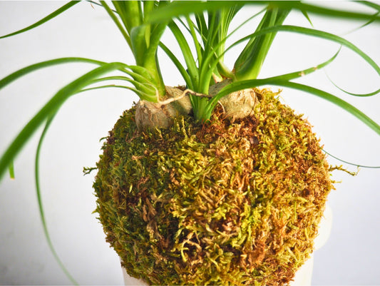 Beaucarnea Mangiafumo Kokedama