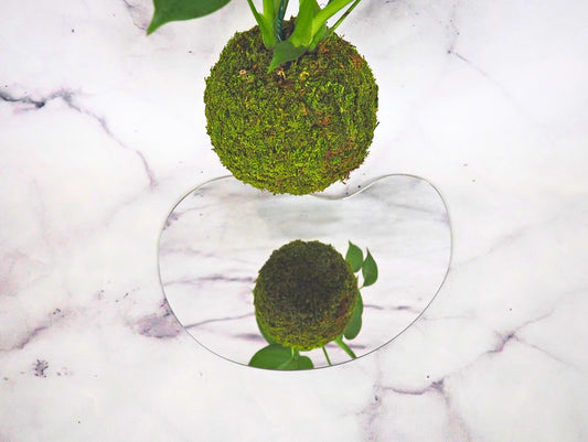 Monstera Deliciosa Kokedama pianta da interno