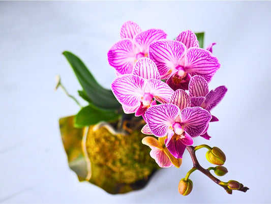 Orchidea Phalaenopsis Kokedama pianta da fiore
