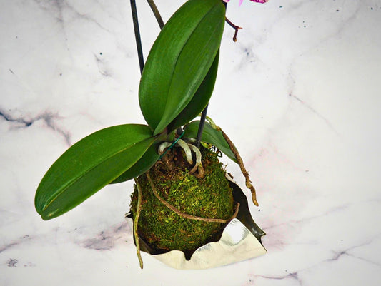 Orchidea Phalaenopsis magenta Kokedama pianta da fiore