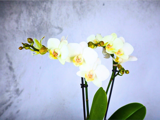 Orchidea Phalaenopsis white Kokedama pianta da fiore
