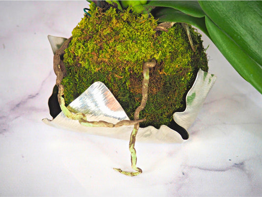 Orchidea Phalaenopsis white magenta Kokedama pianta da fiore