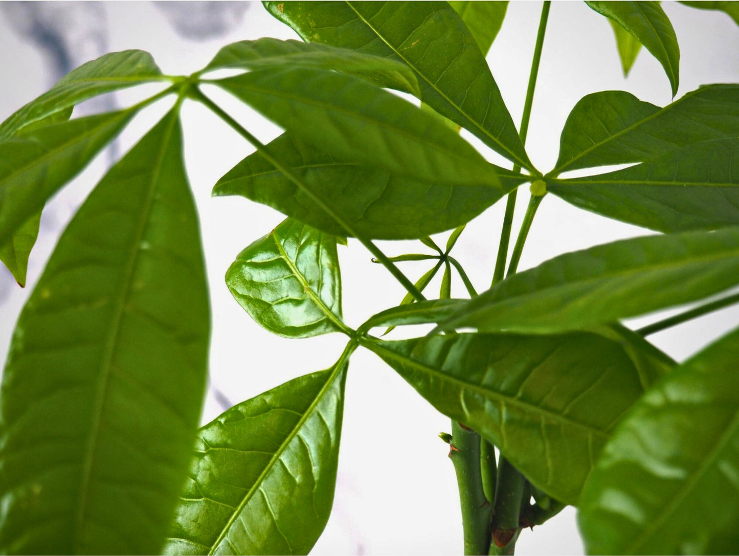 Pachira Kokedama pianta da interno