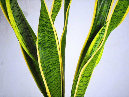 Sansevieria Kokedama pianta da interno