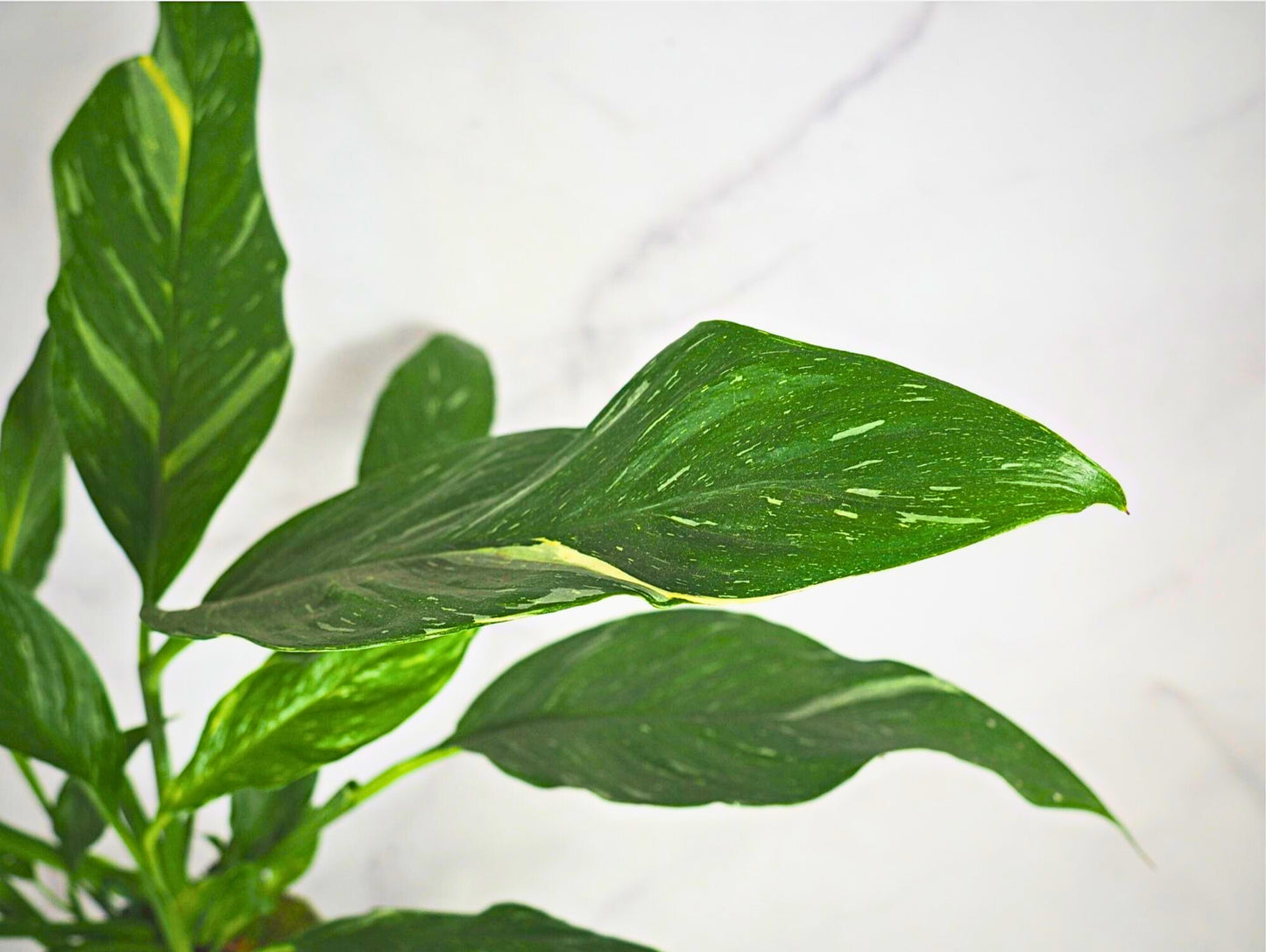 Spathiphyllum Kokedama pianta da interno