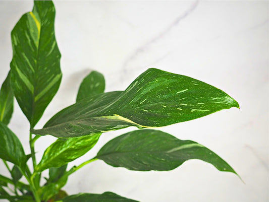 Spathiphyllum Kokedama pianta da interno