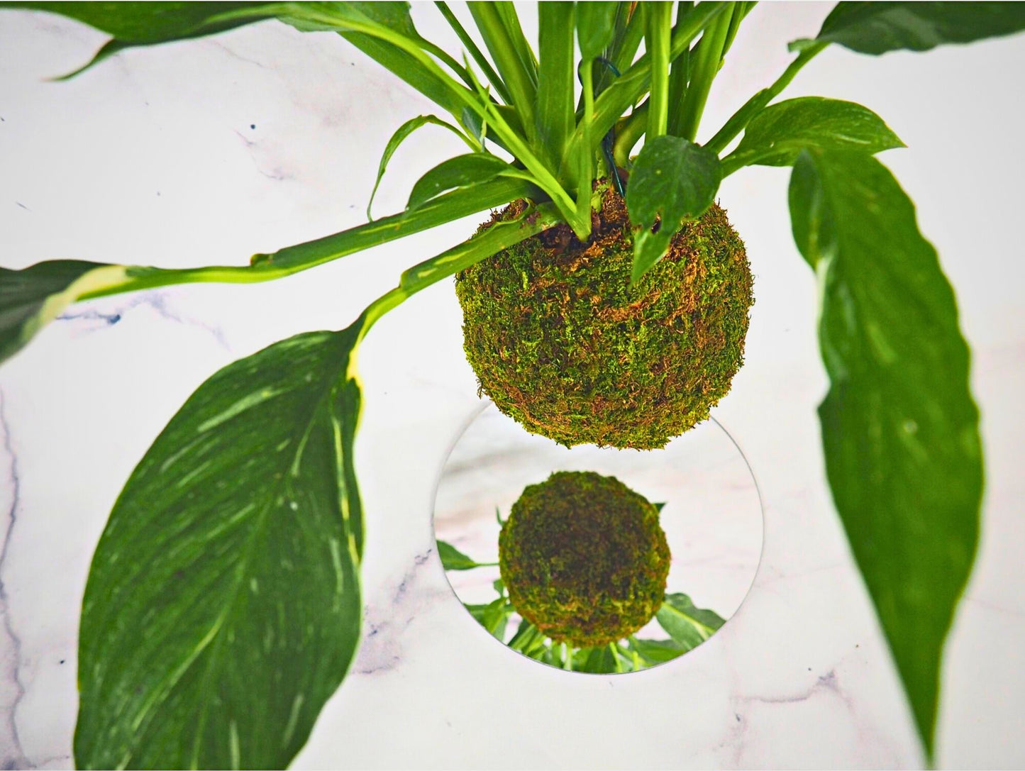 Spathiphyllum Kokedama pianta da interno