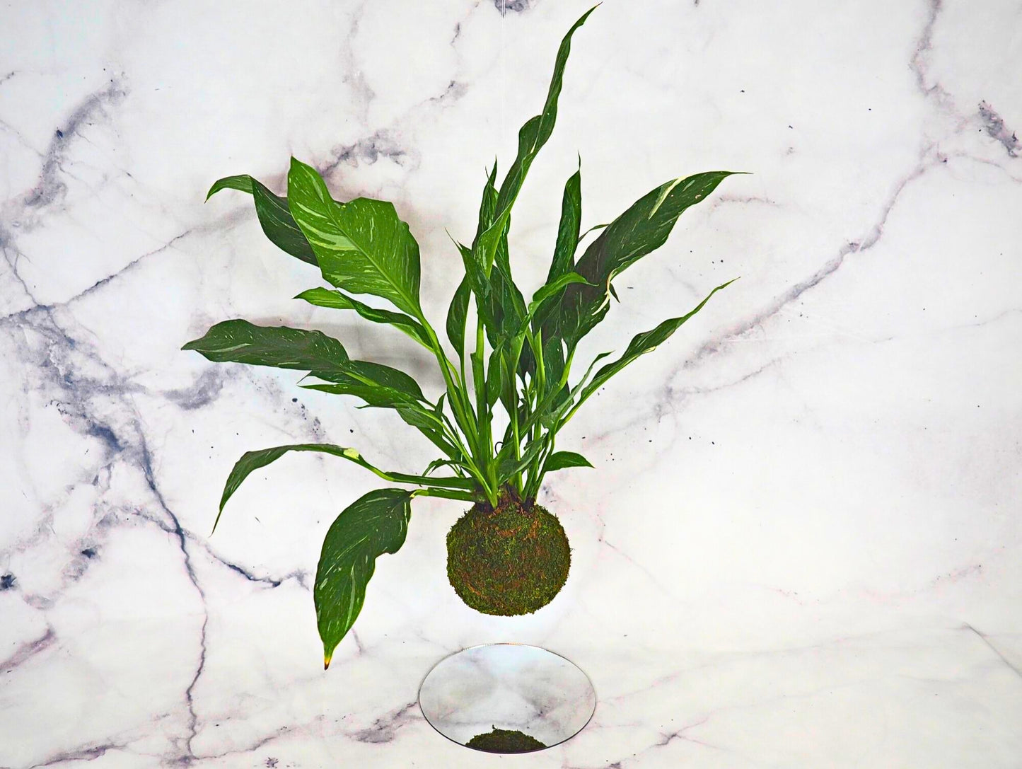 Spathiphyllum Kokedama pianta da interno