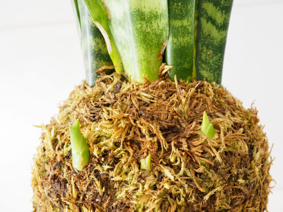 Manutenzione kokedama piante