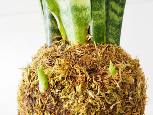 Manutenzione kokedama piante