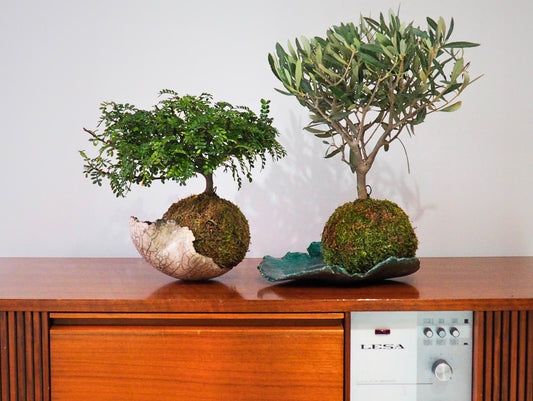 Kokedama Ulivo bonsai