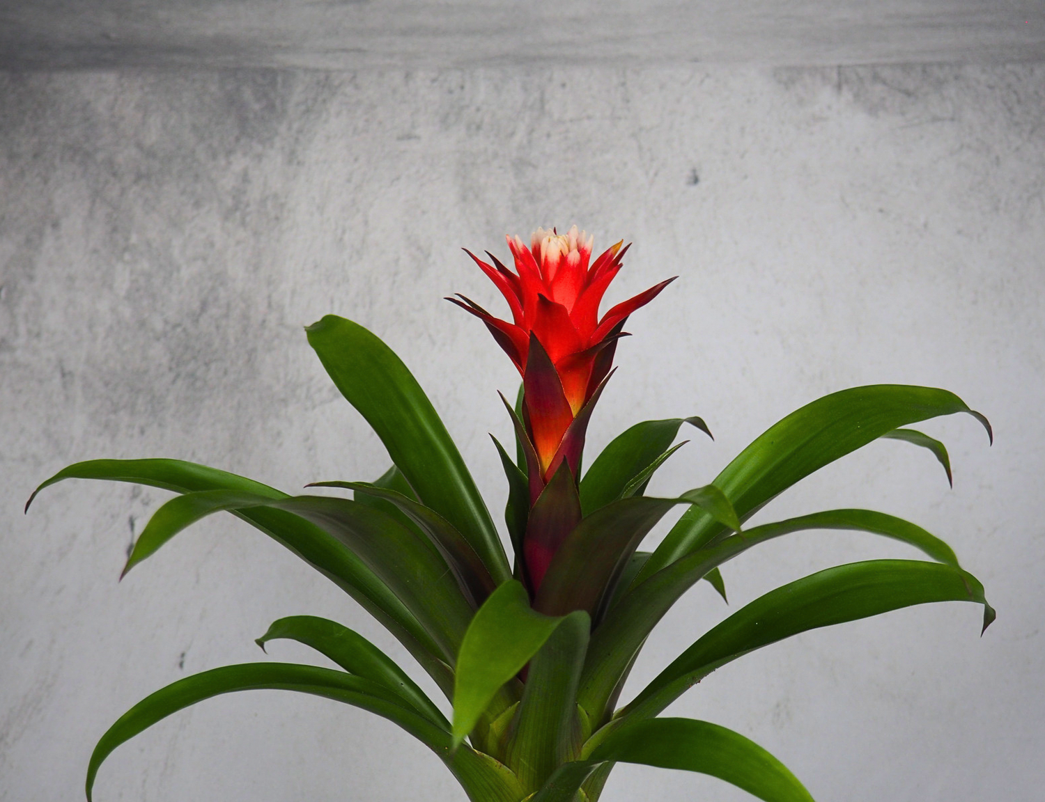 Bromeliacee