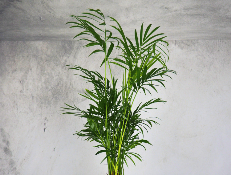 Palme