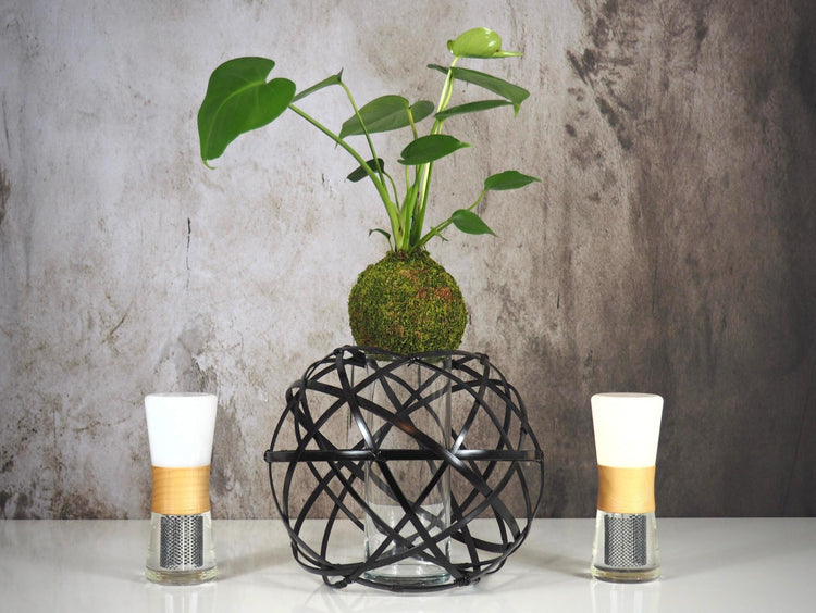 Kokedama