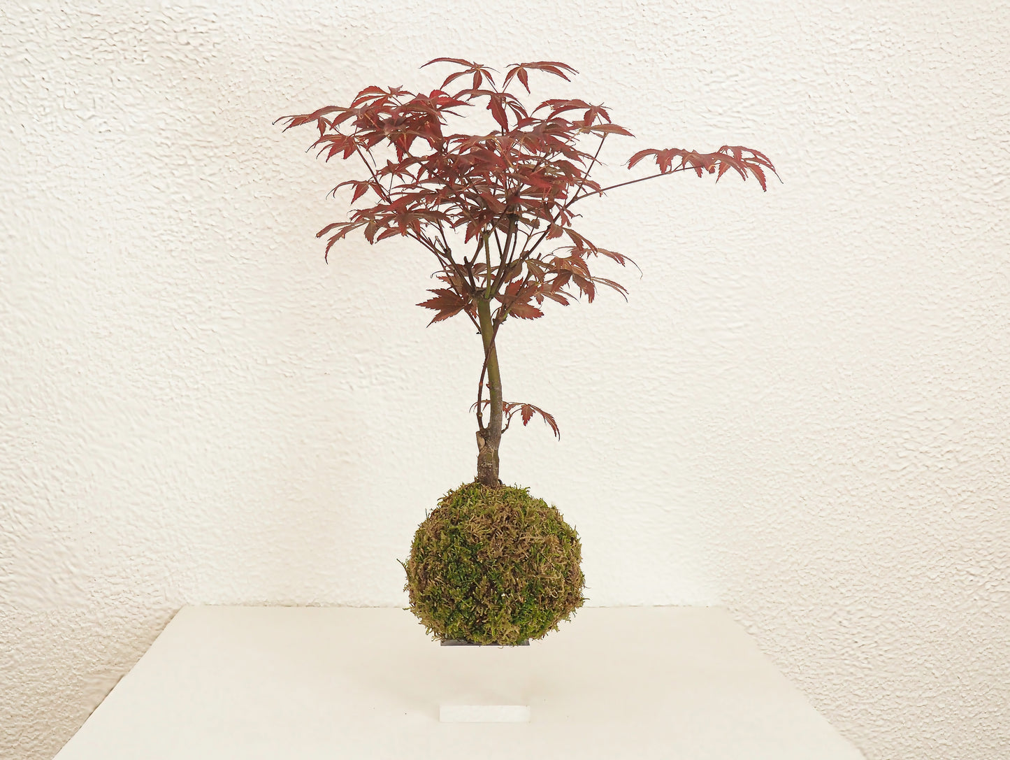 Acero Palmato Bonsai Kokedama