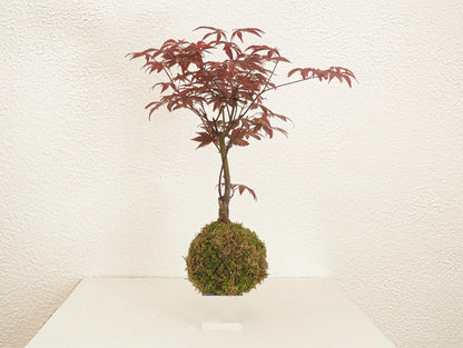 Acero Palmato Bonsai Kokedama
