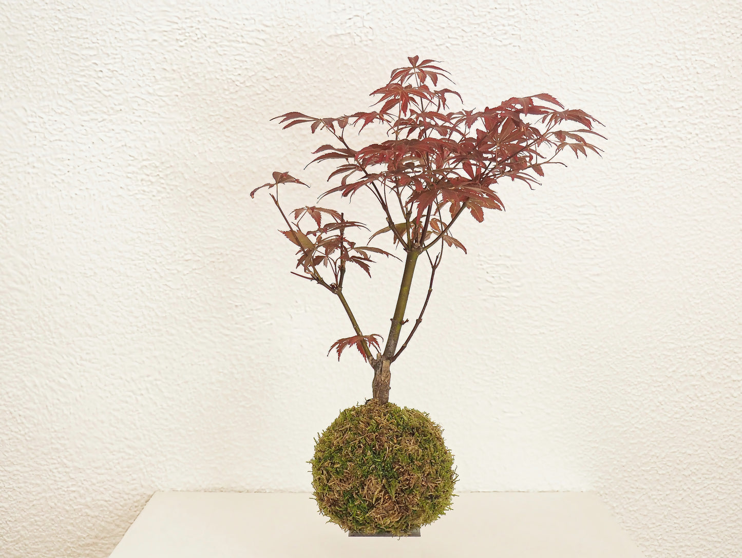 Acero Palmato Bonsai Kokedama