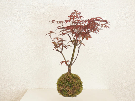 Maple Palmato Bonsai Kokedama