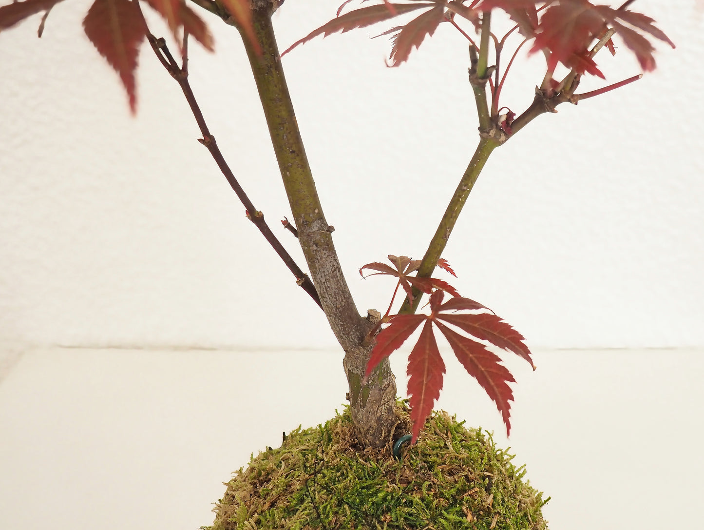 Acero Palmato Bonsai Kokedama