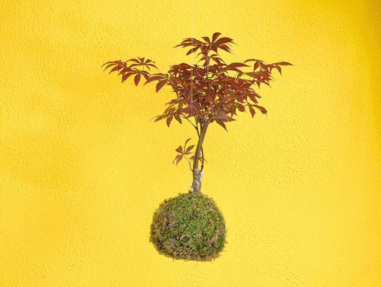 Acero Palmato Bonsai Kokedama
