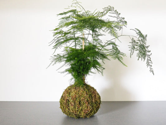 Asparagus Setaceus kokedama