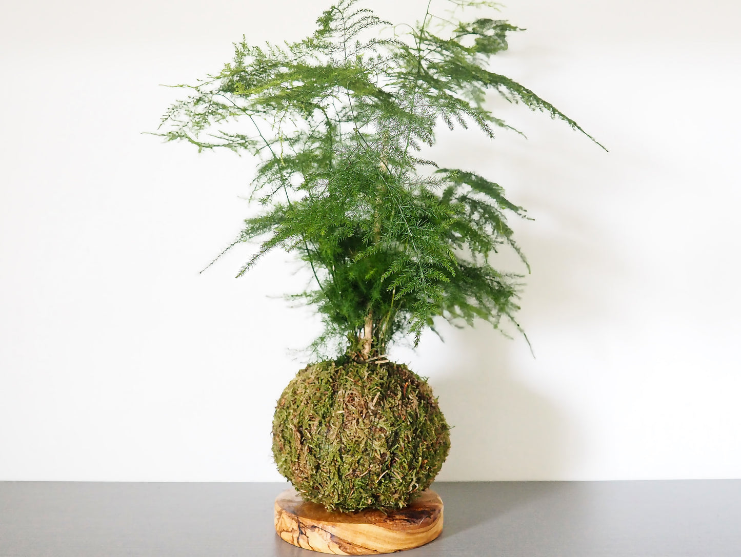 Asparagus Setaceus kokedama