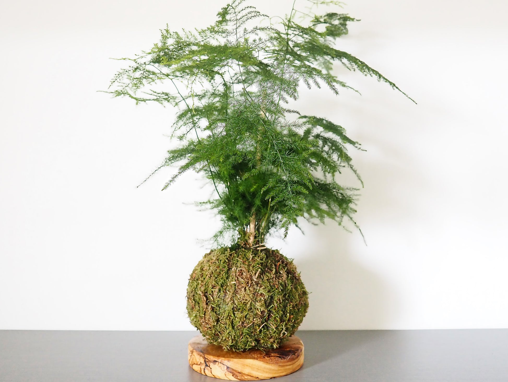 Asparagus Setaceus kokedama