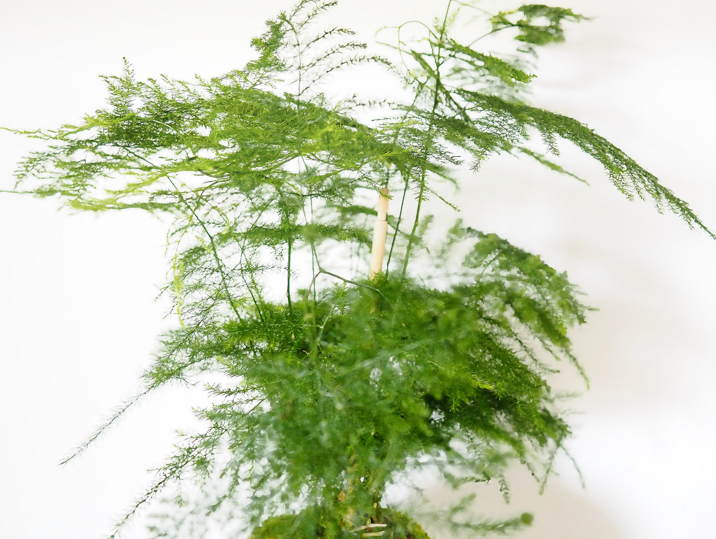 Asparagus Setaceus kokedama