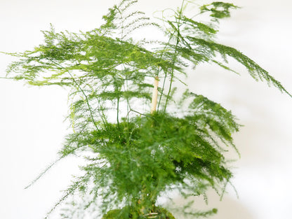 Asparagus Setaceus kokedama