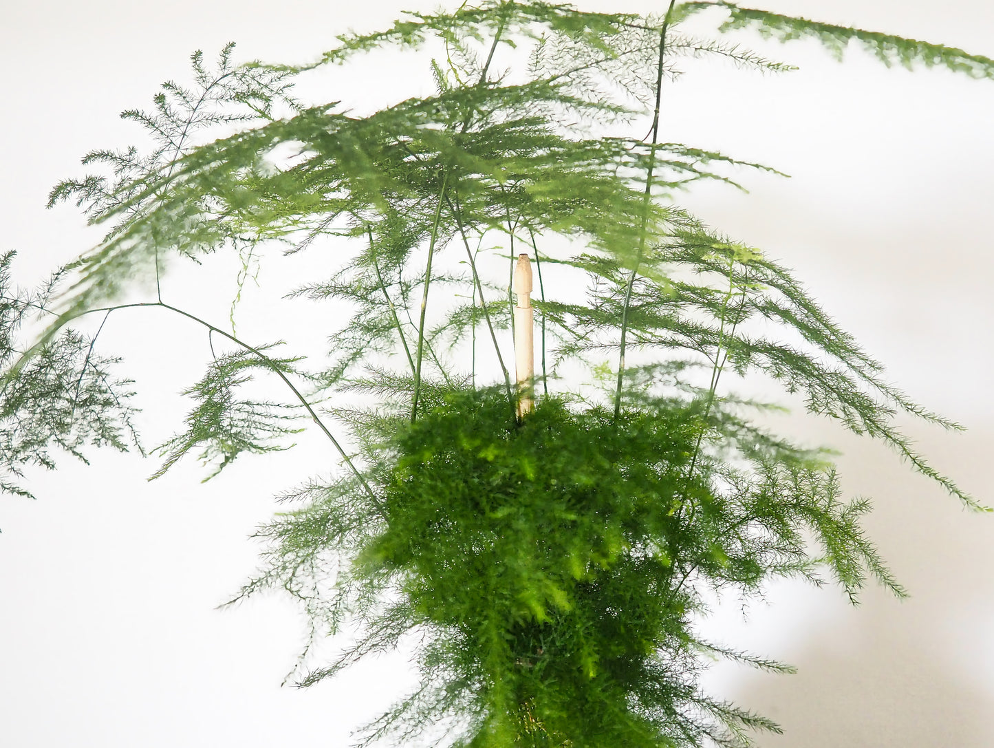 Asparagus Setaceus kokedama