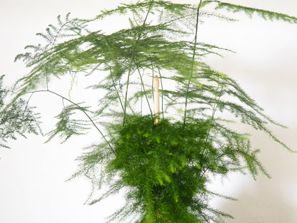 Asparagus Setaceus kokedama