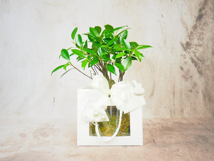 Kokedama Bonsai Favor 