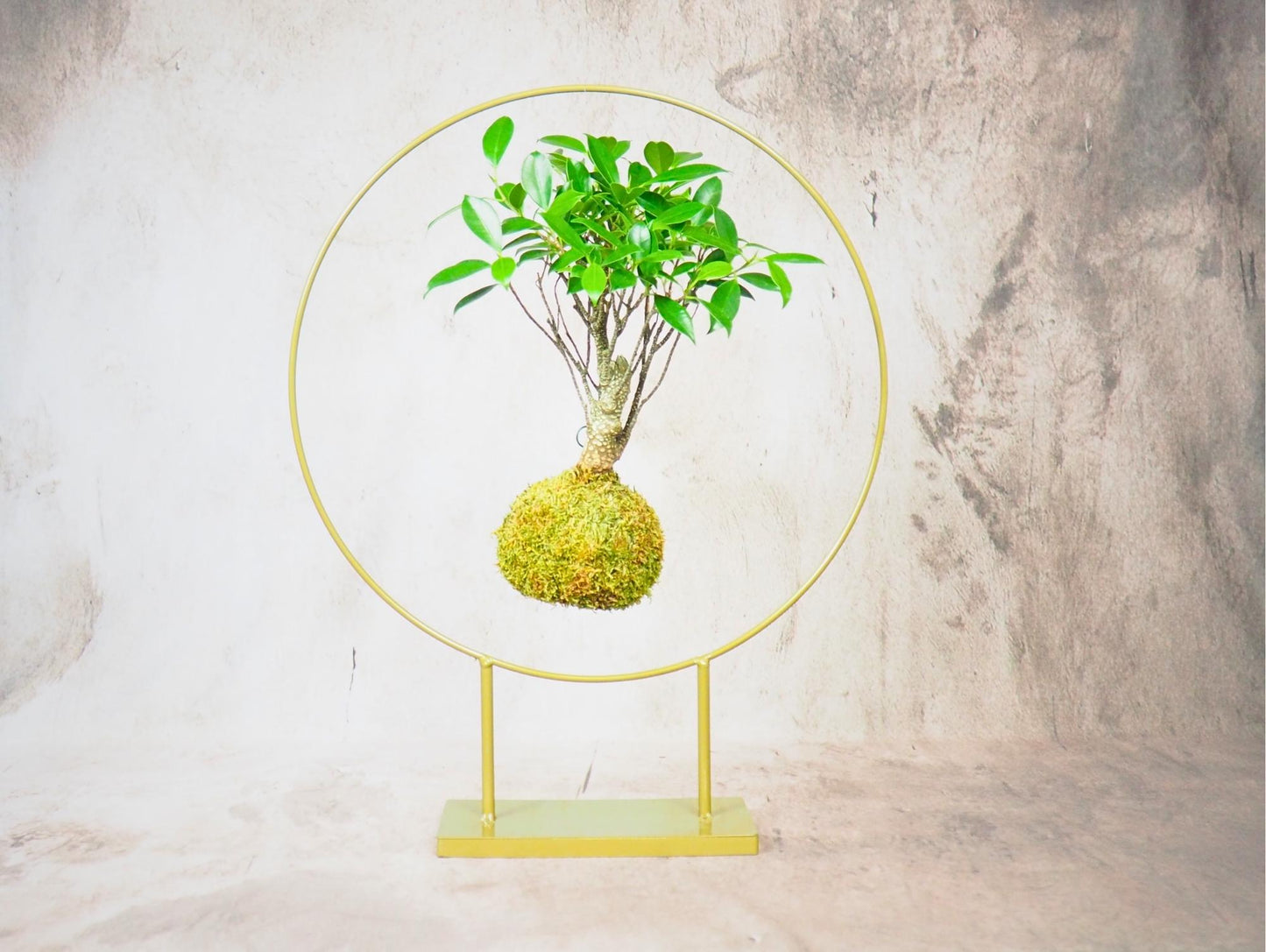 Kokedama Bonsai Favor 