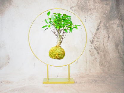 Kokedama Bonsai Favor 