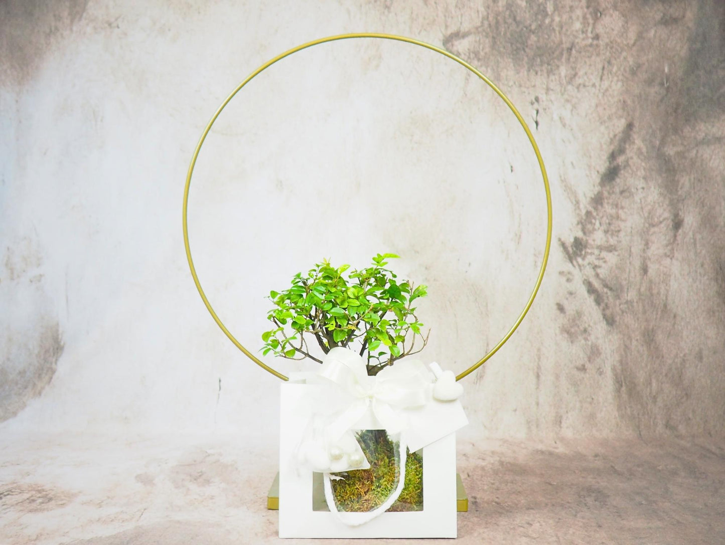 Kokedama Bonsai Favor 