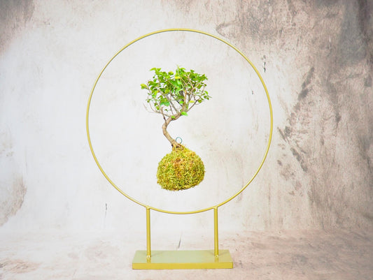 Kokedama Bonsai Favor 