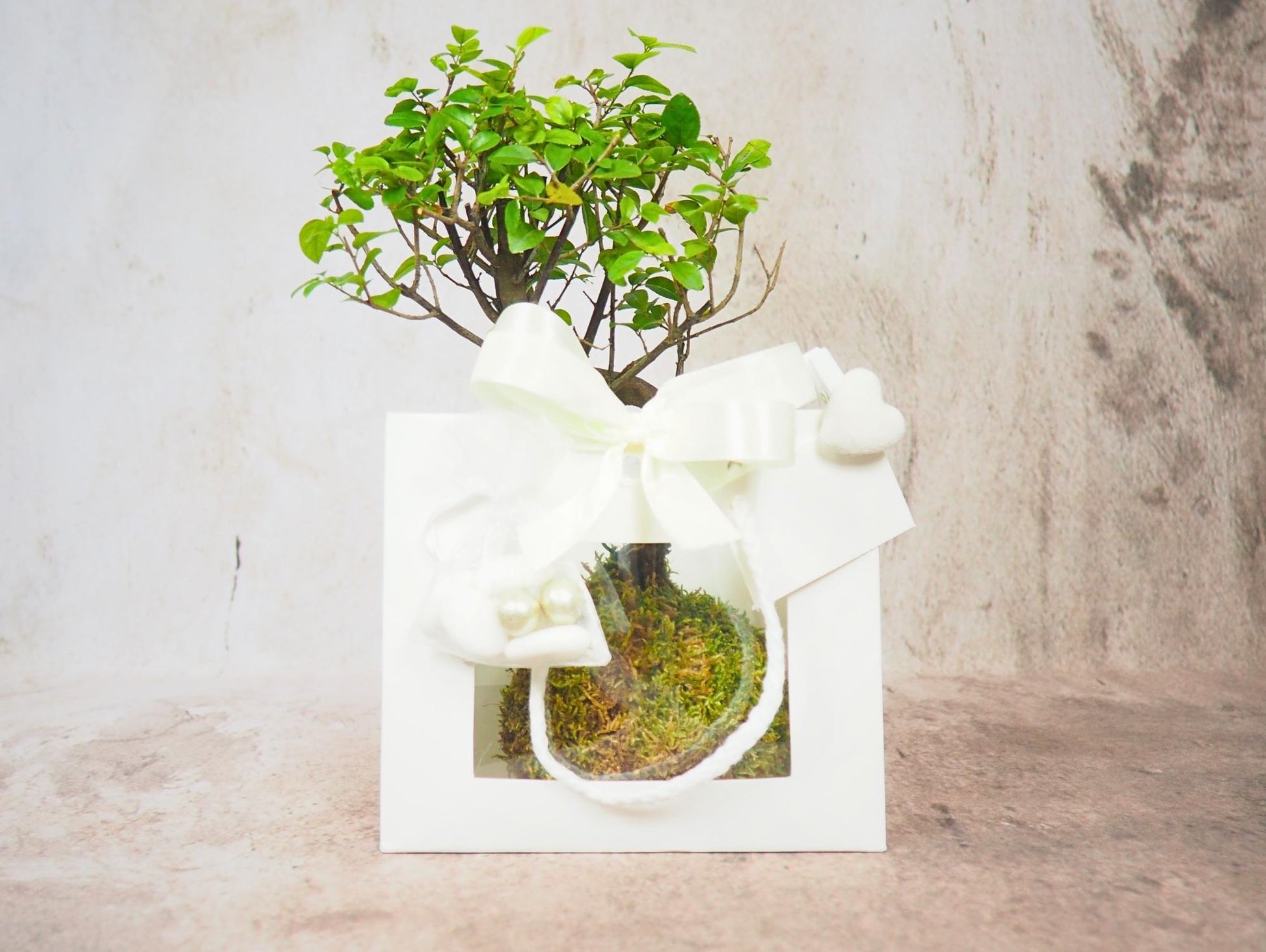 bonsai tree wedding favors Kokedama Bonsai Favor – Greendama