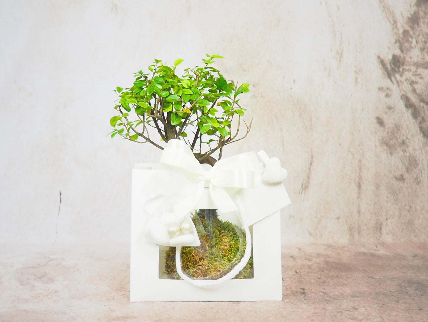 Kokedama Bonsai Favor 