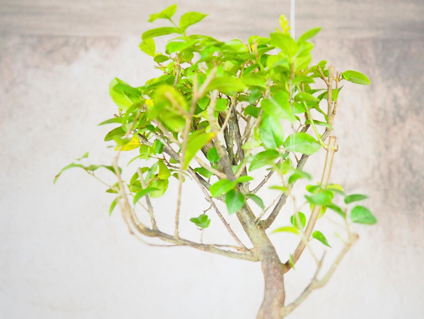 Kokedama Bonsai Favor 